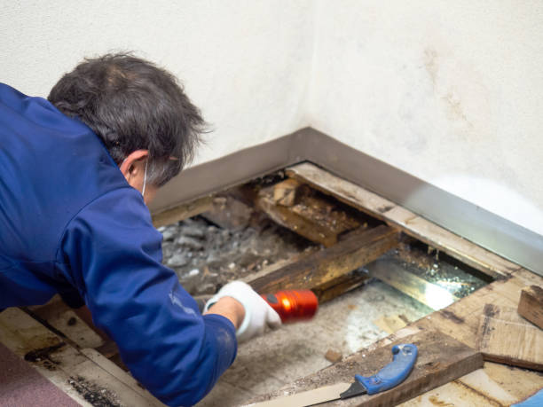 Best Professional Mold Removal  in Wilson, PA