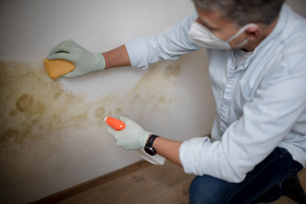 Best Mold Cleaning Services  in Wilson, PA