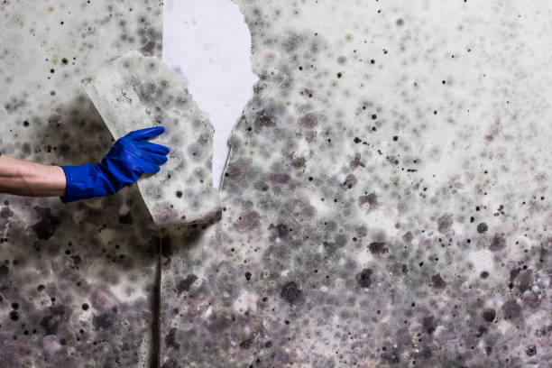 Office Mold Removal Services in Wilson, PA