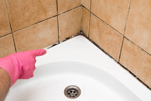 Best Mold Testing  in Wilson, PA