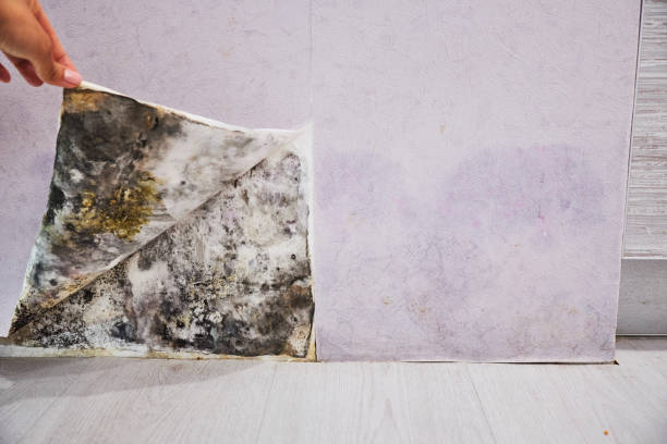 Best Mold Testing  in Wilson, PA